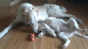 Гайд по содержанию русской псовой борзой в квартире. Год спустя