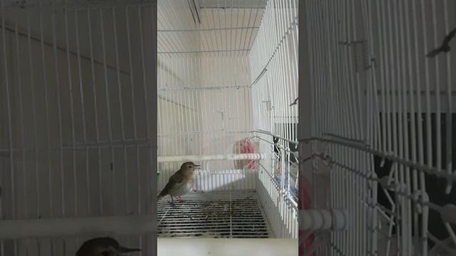 Соловей поёт (видео из группы птичников) смотреть онлайн