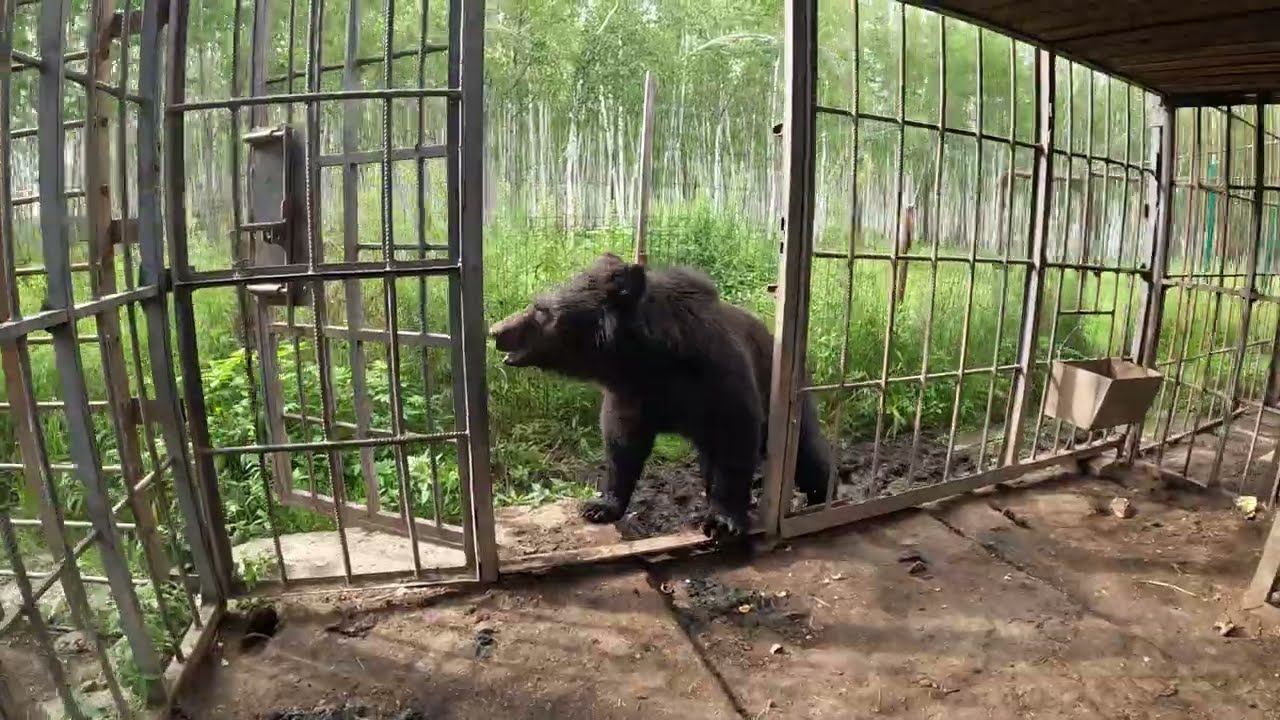 Буржуй хочет быть самостоятельным. смотреть онлайн