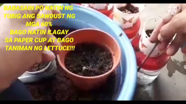 #43#HowToPlantLettuce/using Plastic Container w/Paper Cup смотреть онлайн