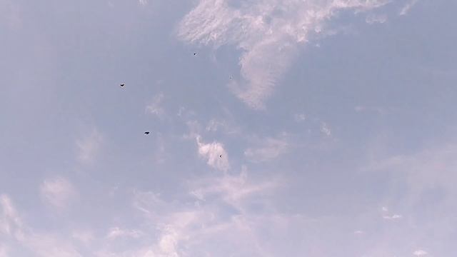 Николаевские голуби | 6-ой день тренировки | 27.08.2022г. смотреть онлайн