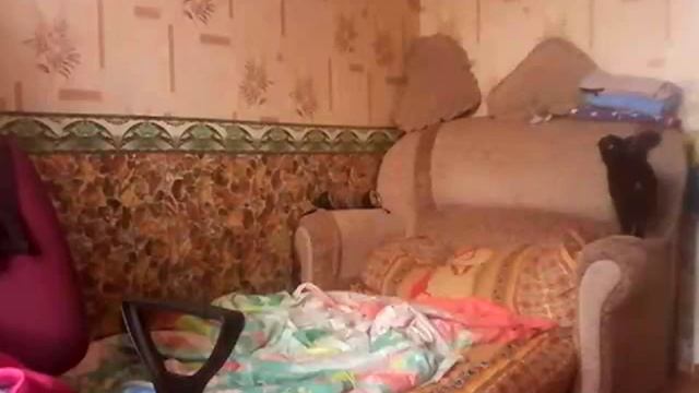 как отучить кошку драть обои??? смотреть онлайн