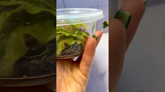 БЕГОНИЯ ТРОСТНИКОВАЯ ВАРИЕГАТНАЯ смотреть онлайн