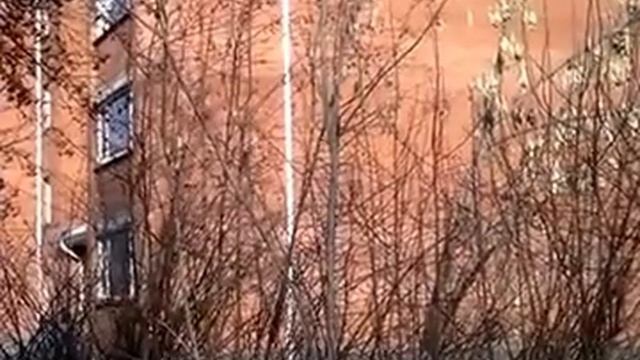 Видео от читателя: Снегири прилетели смотреть онлайн