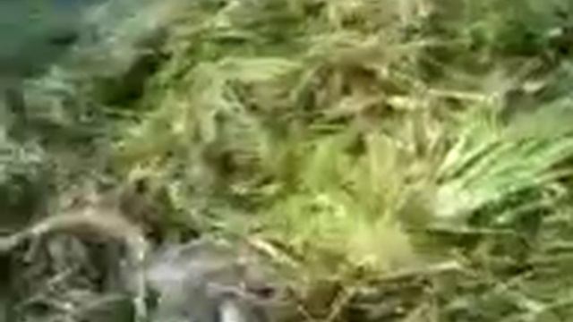 МЕДВЕДЬ УБИЛ ЛОСЯ,И ЗАКОПАЛ В ТРАВУ.bear Killed Moose.