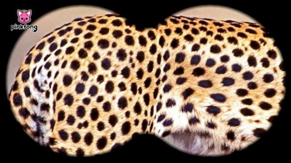 Animal Puzzle with Pinkfong |❓Guess the Animals | Zoom Zoom Zoom | Learn Animals