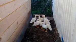 куры и утки совместное содержание