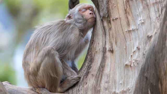 ∞Музыка для сна ∞ Спокойная музыка для души∞ Пианино∞ смотреть онлайн
