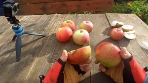 Обзор и дегустация 4 сортов зимних яблок. Лобо, Орлик, Московское Зимнее, Первоуральское.