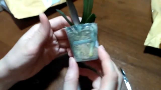 Распаковка и удивление, очень милые и крепкие орхидеи 29.04.2021 смотреть онлайн