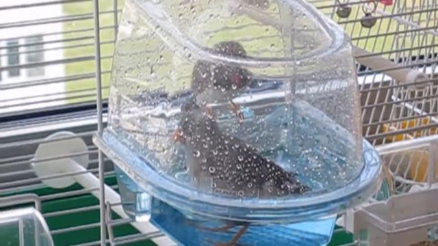 ЗЕБРОВЫЕ АМАДИНЫ очень любят купаться. The Zebra finchs like to swim. смотреть онлайн