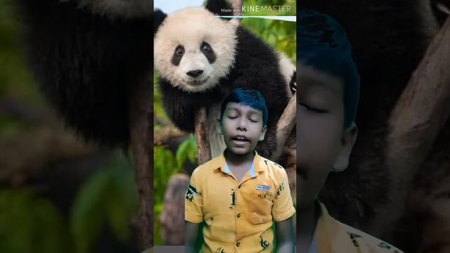 Endangered Animal Giant Panda... смотреть онлайн