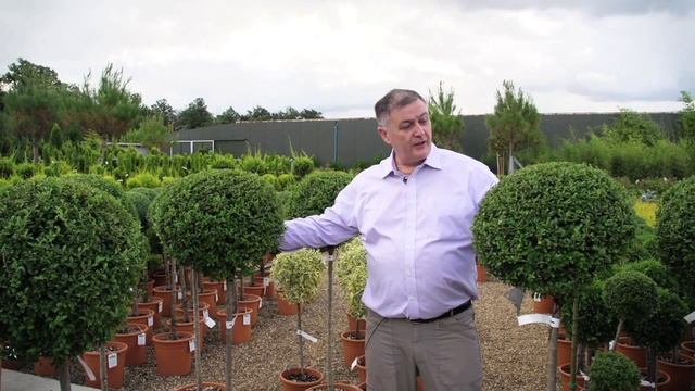 Ligustrum Jonandrum смотреть онлайн