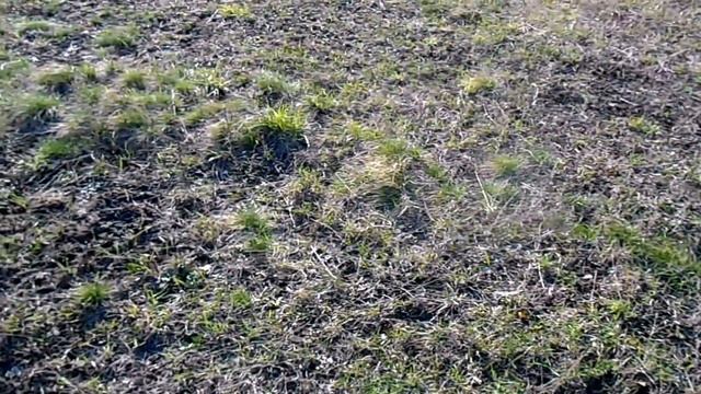 АСЕ 250 с NEL торнадо.испытание,копаем по выбитым мистам!зачет!!! смотреть онлайн