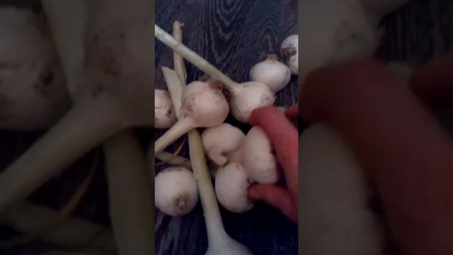 #рокамболь #выращиваемвсибири. смотреть онлайн