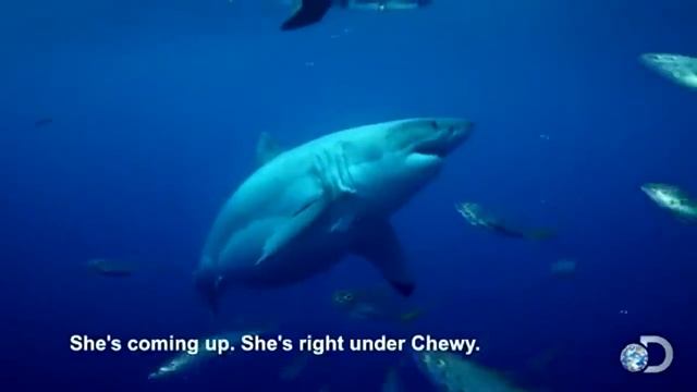 Самая большая белая акула, которая попала на камеру.mp4 смотреть онлайн