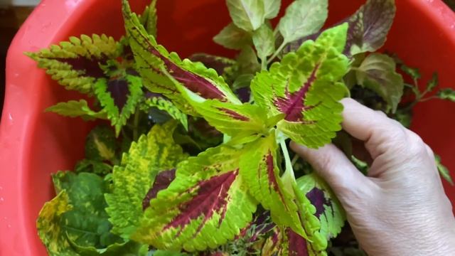 Обзор рассады . Люблю экспериментировать смотреть онлайн