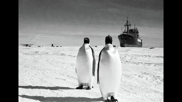 Детские стихи "Пингвин" смотреть онлайн