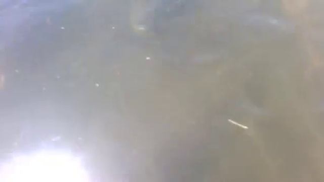 Метровые осетры в Астраханской области. смотреть онлайн