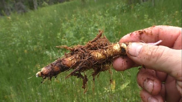 ПОХОД, РАЗВЕДКА,ХОДОВАЯ ОХОТА,ЧАЙ НА КОСТРЕ. смотреть онлайн