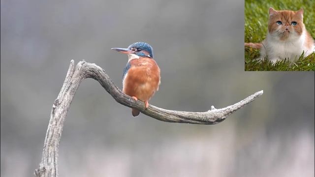 Зимородок - Alcedo atthis.mp4 смотреть онлайн