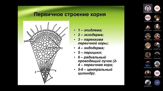 Анатомия корней | Ботаника | Лекция 4 смотреть онлайн