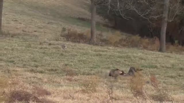 Дневная охота на койотов / day coyote hunt смотреть онлайн