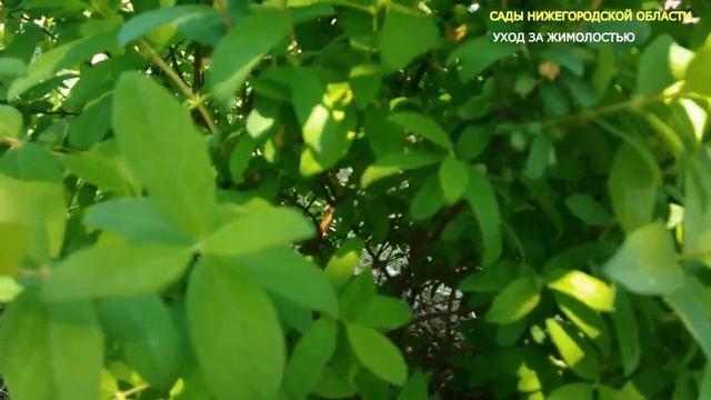 Уход за жимолостью.Мульчируем жимолость смотреть онлайн