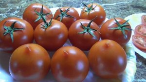 Томаты - новинки 2022 года. Томат Сердцеедка созрел в теплице в числе первых. Дегустация.