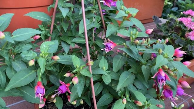 Цветение фуксий в начале июля в нашем саду. Город Кировск, лен.область смотреть онлайн