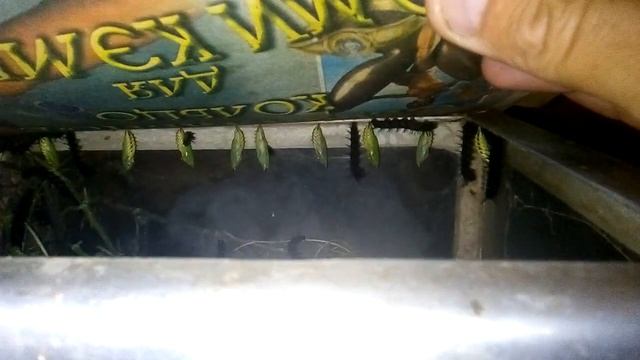 Гусеницы павлиньего глаза. Окукливание началось! смотреть онлайн