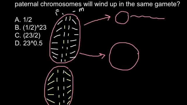 What is a probability for only paternal chromosomes to be inherited by the gamet? смотреть онлайн