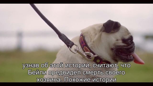 Могут ли собаки предсказывать смерть хозяина? Мистические истории питомцев смотреть онлайн