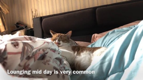 Domestic Cat Behavior Project Animal Behavior Psych 225 Hunter College - Corey Mui