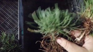 Осеннее размножение  АРМЕРИИ