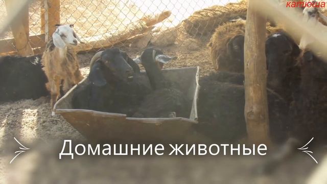 Египет. Пустыня Сахара . Бедуины. смотреть онлайн
