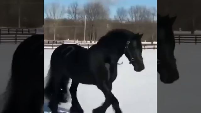 Цыганская лошадь смотреть онлайн