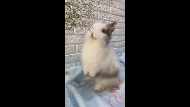 ЛЮБОВНЫЙ ГОРОСКОП НА ОКТЯБРЬ ДЛЯ ВСЕХ ЗНАКОВ ЗОДИАКА | ВЕСЫ - РЫБЫ смотреть онлайн