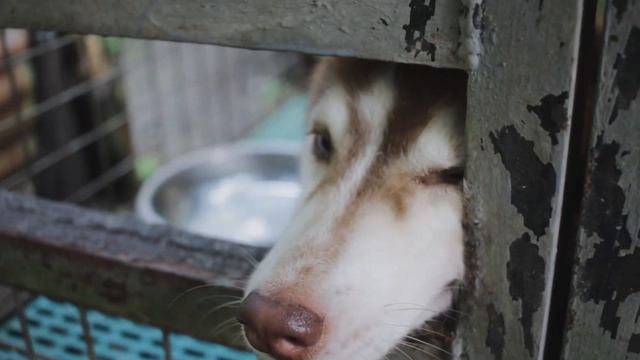 Mona and Milo [Canon EOS 2000D video test] смотреть онлайн