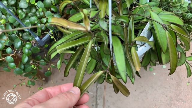 Plant shopping tour Bosrand Wassenaar | Plant with Roos смотреть онлайн