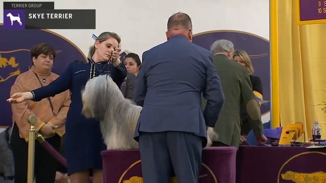 Skye Terriers | Breed Judging 2020 смотреть онлайн