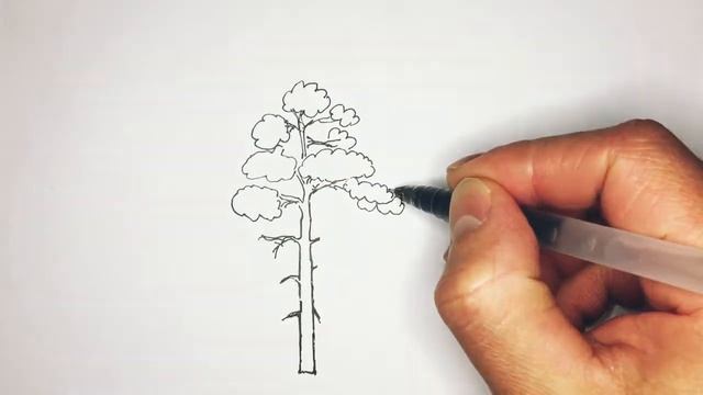 Как нарисовать дерево сосну - How to draw a pine tree смотреть онлайн
