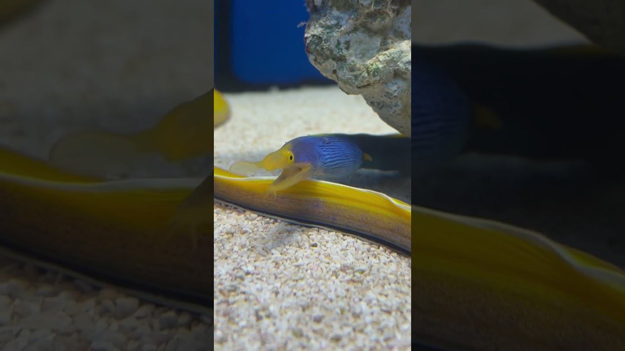 Риномурена синяя (самец) смотреть онлайн