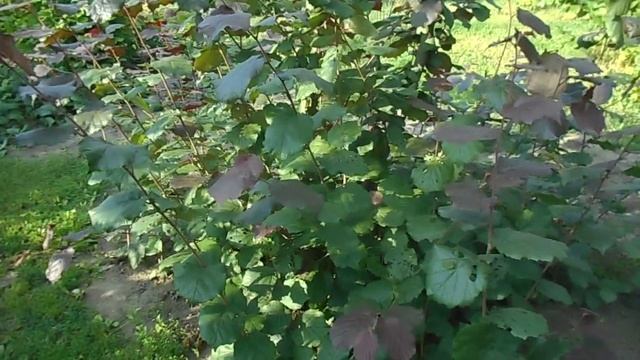 Фундук для средней полосы России маточный куст фундука Московский рубин смотреть онлайн