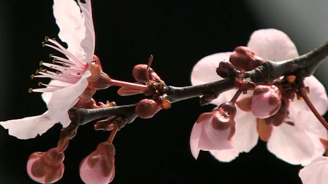 Ardas Bhaee - Snatam kaur смотреть онлайн