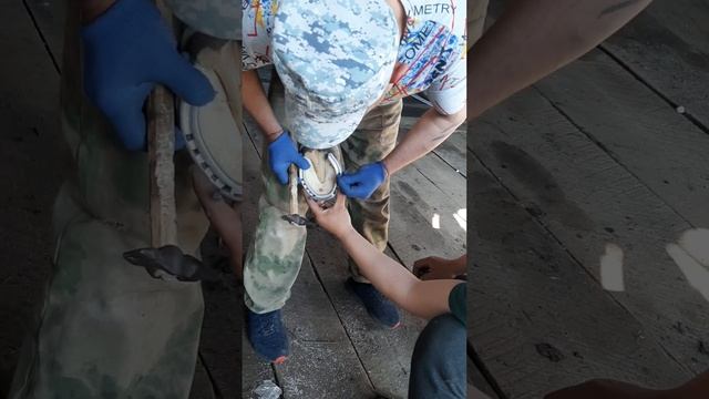 Ковка Русского рысака в Иркутской области15.05.2023г. смотреть онлайн