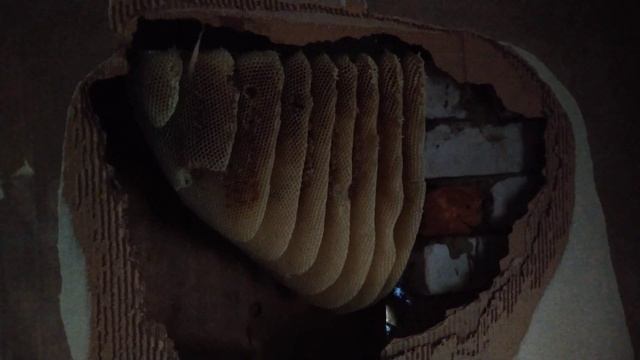 Дикие пчёлы сделали улей в дачном домике! Wild bees made a hive in our country house! смотреть онлайн