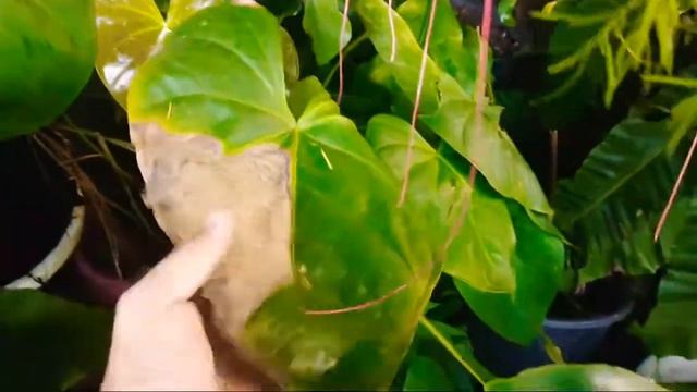 Plantita CARE TIPS LIVE/ @NyortureTv смотреть онлайн