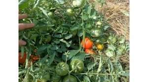 Сорт томата "Леопольд" от Гавриш. Что выросло.