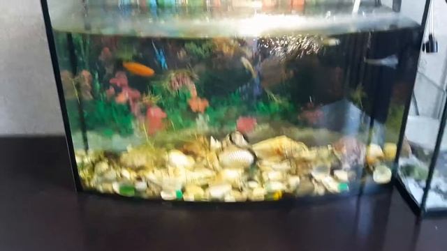 Как ухаживать за рыбками/кк различить мальчик или девочка смотреть онлайн